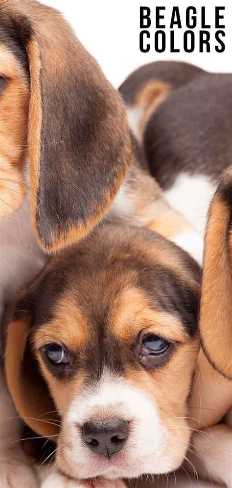 beagle colors discover   color variations   breed