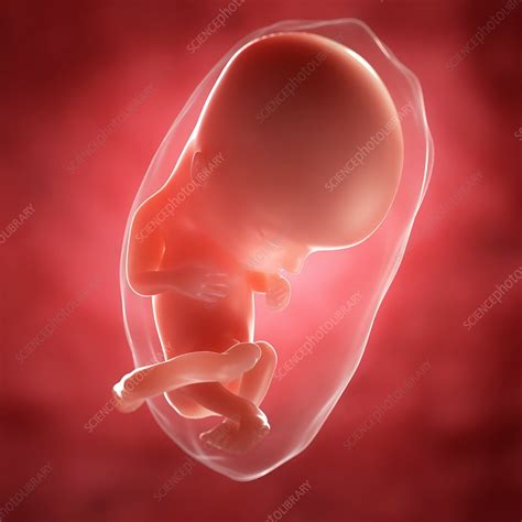 foetus   weeks artwork stock image  science photo