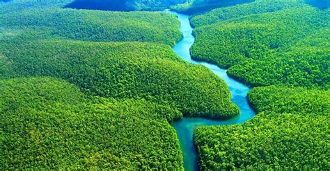 Clima E Vegetação Da Amazônia - Vegetação do Brasil: conheça nossos 7 tipos de biomas [resumo]