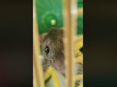 The Rat Came Back The Very Next Day – Behind the Scenery