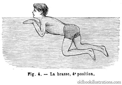 breaststroke   book illustrations