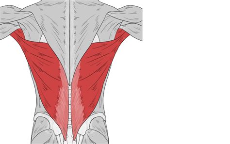 Latissimus Dorsi - Mammoth Memory definition - remember meaning