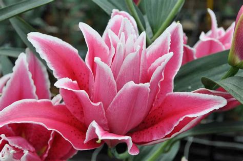Lily Roselily Samantha Plant Care Guide | Plantly