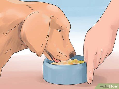 How to Treat Dog Diarrhea: 14 Steps - wikiHow