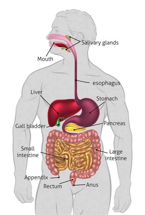 How Does The Human Digestive System Work? » ScienceABC