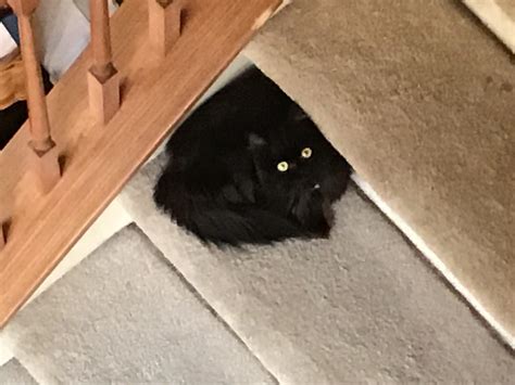 Caught off guard : r/CatsNamedToothless