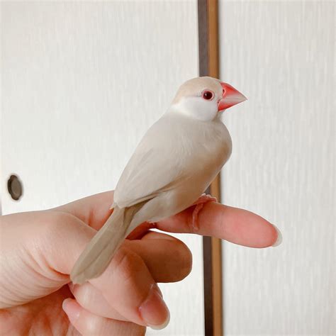 zebrafinch