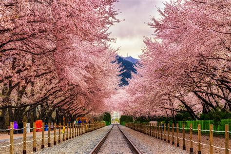 10 Things to Do During Cherry Blossom Season in Seoul