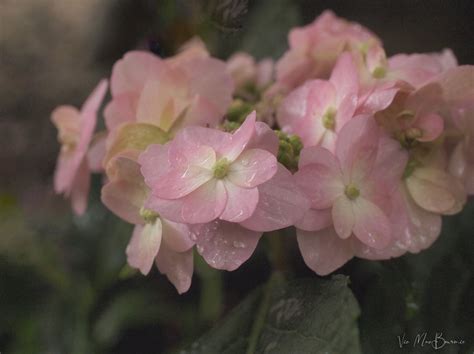 Do hydrangeas have a place in a wildlife garden? — FERNS & FEATHERS