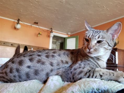 Our Ocicats - Megadots Ocicat Kittens for Sale