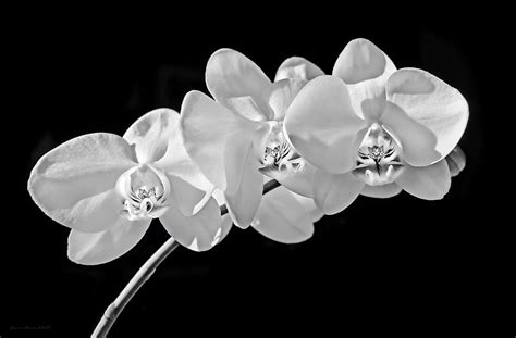 White Orchid Flowers Black and White Photograph by Jennie Marie Schell ...