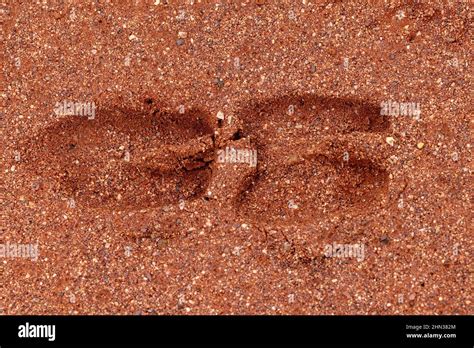 feral goat footprints  red sandy soil outback  south wales