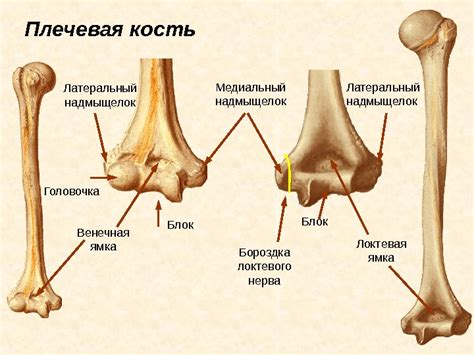 Плечевая кость: функции, строение, причины повреждений