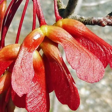 Acer rubrum (Red Maple) - www.AwesomeNativePlants.info