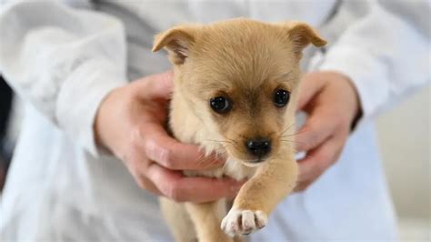 Petco and Nationwide Partner for Flexible Pet Health Insurance