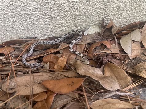 What kind of snake ? St. John’s County, northeast Florida USA : r/snakes