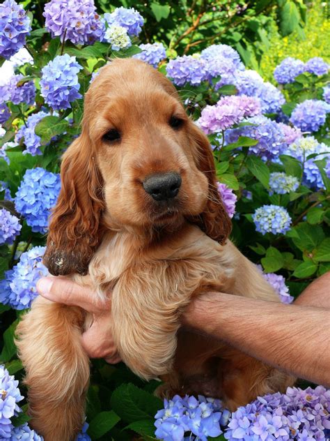 cocker vom schloss hellensteincocker springer