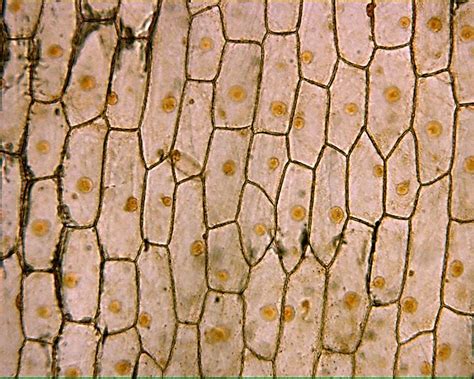 Onion Epidermal Cells Under Microscope
