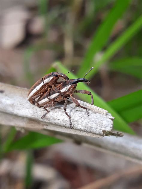 Insect porn: hot bug summer edition | Scrolller