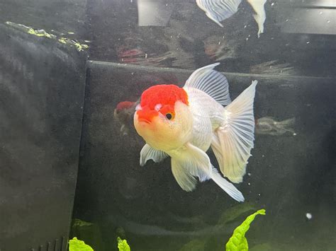 Is this an oranda or ranchu? : r/Goldfish