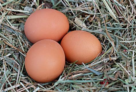 images food chicken eggs raw eggs bio easter egg eggshell