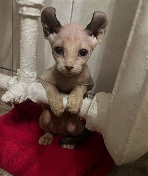 binguses long lost brother cooked for having fur ⁉⁉⁉⁉⁉ : r/bingus