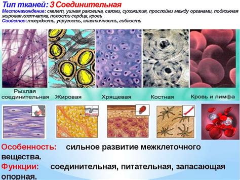 Организм человека и его здоровье - презентация онлайн