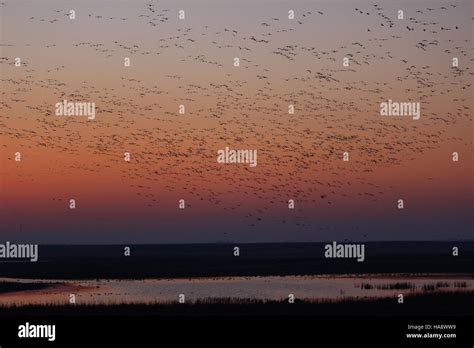 photograph depicts  large flock  snow geese migrating
