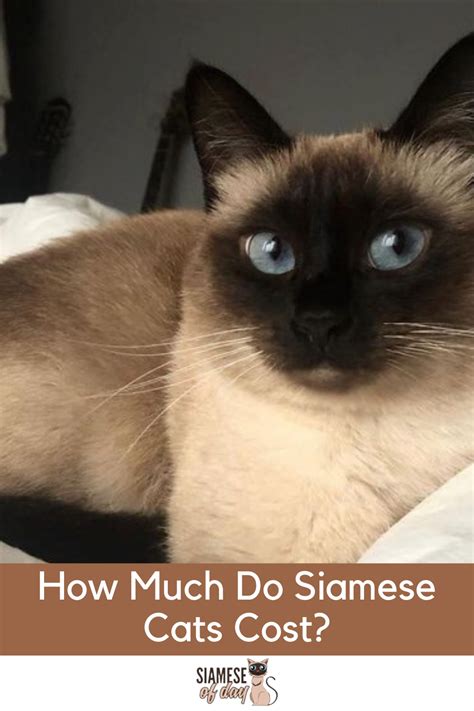 How Much Is A Siamese Cat Worth:Complete Guide to Caring Them