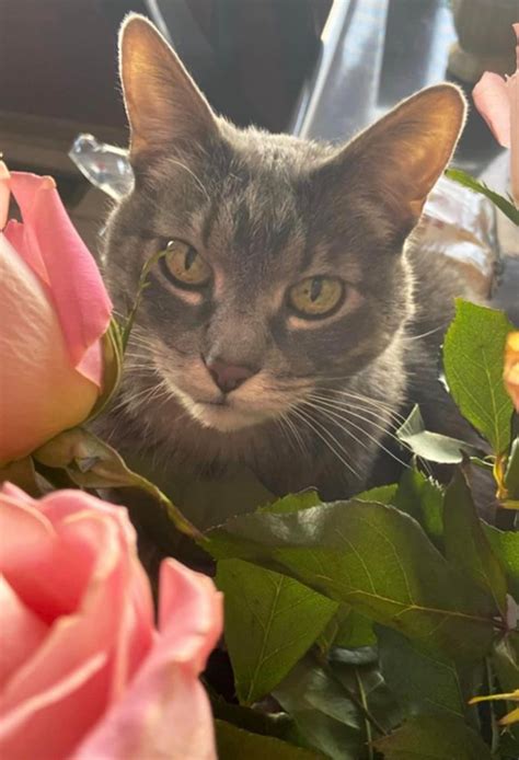 Cookie in Northbrook, IL | A Gentle Goodbye Veterinary Hospice