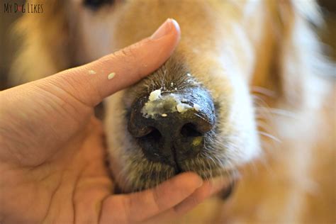 Why Is My Dog's Nose So Dry And Cracked at Glenn Barbee blog