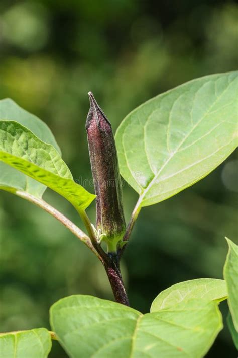 Datura metel at garden stock image. Image of family - 133691465