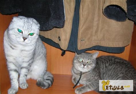 Услуга кошки - - Вязка котов, Вышгород — PetsUA