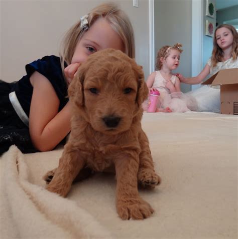 Goldendoodles, Labradoodle, Doodles and poodles for adoption