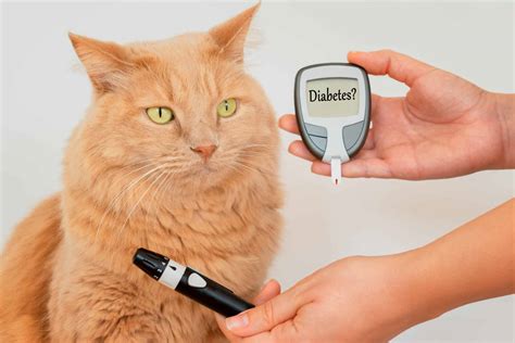 can cats get diabetes 11