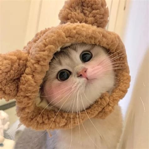 Пин от пользователя 𝓜𝓪𝔂𝔂 на доске Something | Милые котики, Белые ...