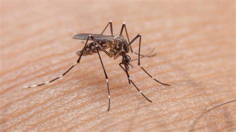 dengue fever        spread world news sky news