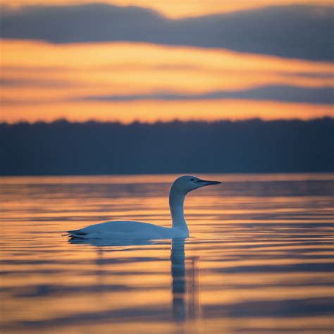 Rare White Loon: Birdwatchers Thrilled! 🦢 | US Newsper
