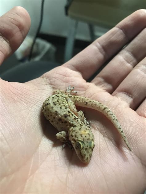 how do you lizard weak fast 10