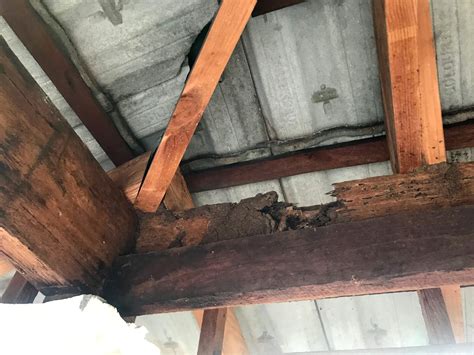 The Importance of a Building & Pest Inspection