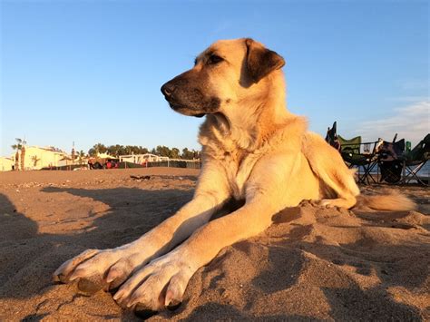 Meet the Kangal Guard Dog: Origins, Traits, and Care