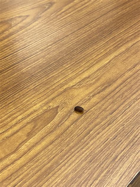 gross bugs  cse  rucsd