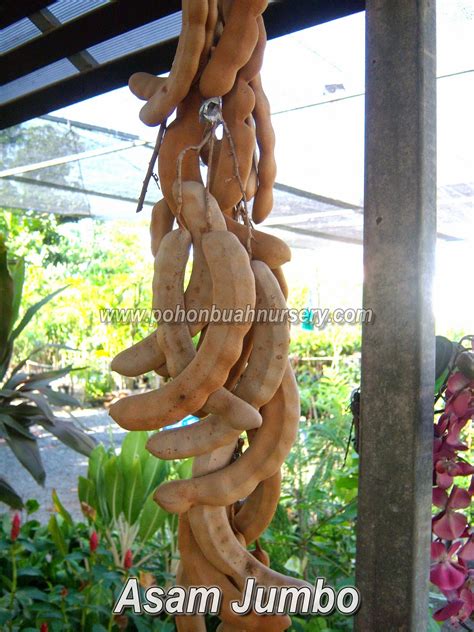 PBN: Asam Jumbo Thailand