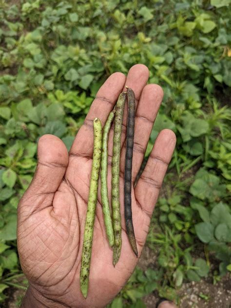 green gram dal moong dal crop  siridhatri