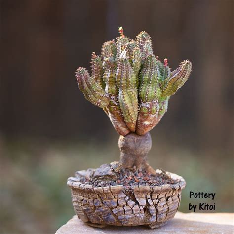 Euphorbia Tubiglans Succulent Plant in Wood Pot