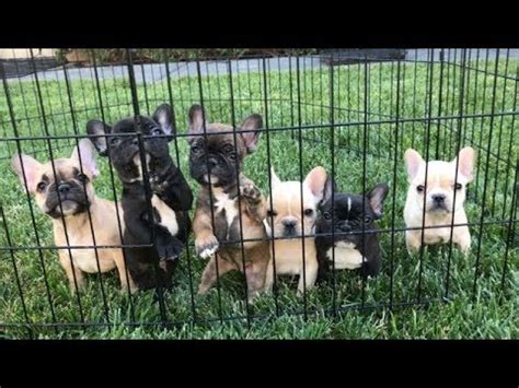 Gorgeous Frenchie Puppies Playing! - YouTube