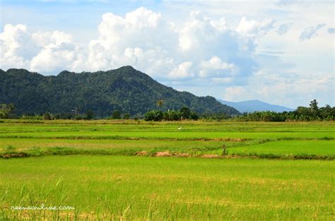 Reena's Online: Pemandangan Sawah Padi