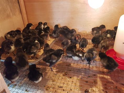 pilih   nih ayam joper  ayam kub