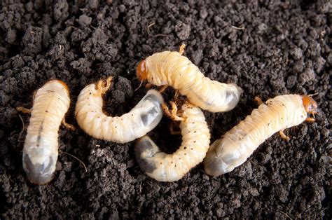 How to Get Rid of Grubs Naturally | Install-It-Direct