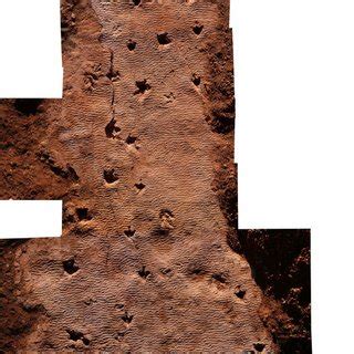 overview photograph   bedding plane  scientific diagram